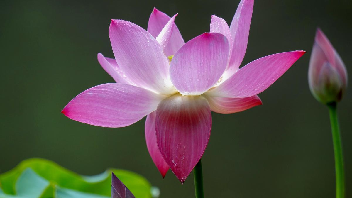 17 Tanaman yang Bikin Ular Betah di Pekarangan Rumah, Jarang Disadari