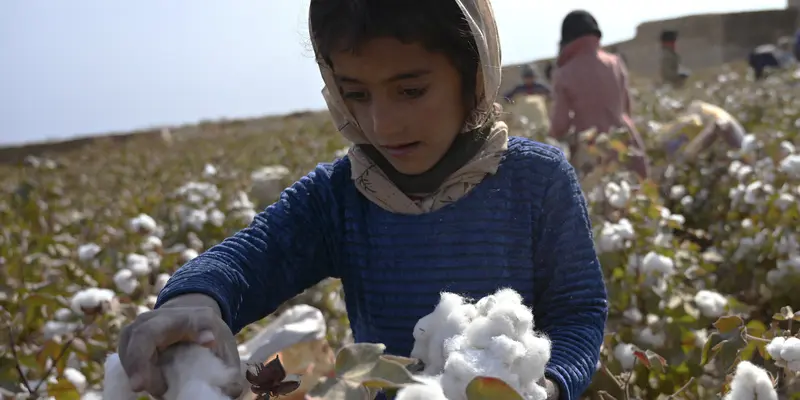 Melihat Anak-Anak Afghanistan Memanen Kapas