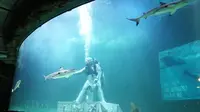 Atraksi penyelam saat memberi makan hiu di Grand Launching "Face to Face: Live Feeding Shark" yang dilaksanakan di Seaworld Ancol pada Rabu (2/10/2019). (dok. Seaworld Ancol/Novi Thedora)