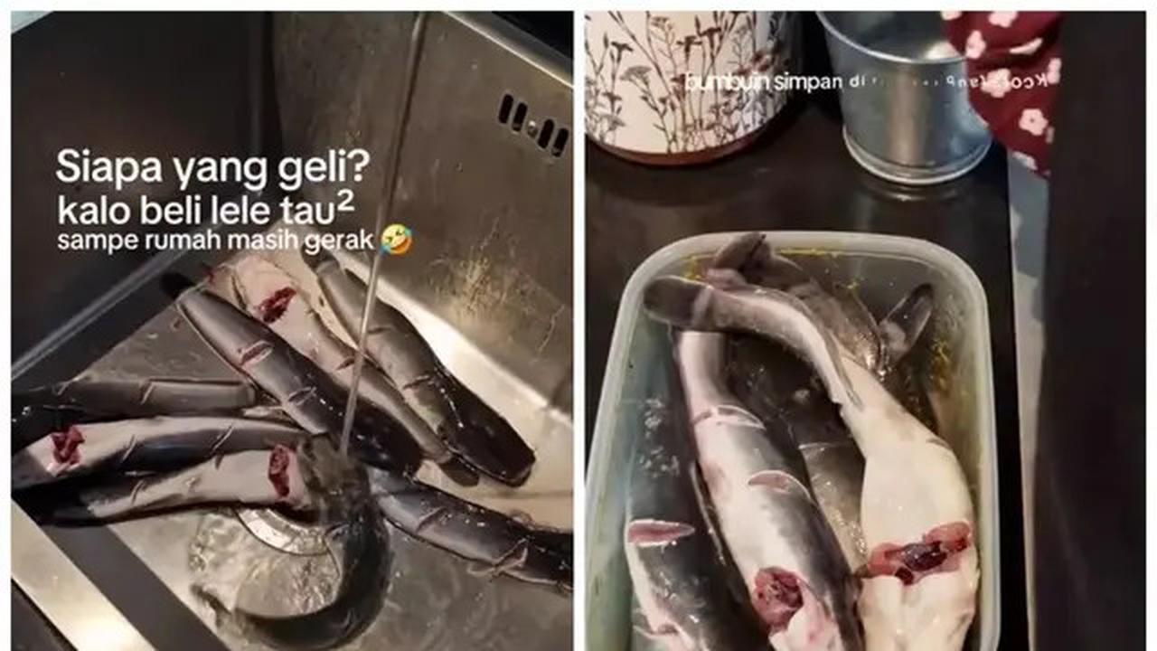 Cara Mematikan Ikan Lele Tanpa Dipukul, Coba Trik Mudah Ini dengan Garam