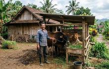 Mulai Ternak Sapi di Usia 40? Ini Panduan Memulai dengan Dua Ekor Sapi