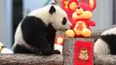 Seekor anak panda yang lahir pada tahun 2019 bermain di dekat dekorasi untuk menyambut Tahun Baru Imlek di tempat perlindungan Shenshuping di Cagar Alam Nasional Wolong, provinsi Sichuan, Jumat (20/1/2020). Imlek 2020 atau tahun baru Cina 2571 jatuh pada 25 Januari mendatang. (STR / AFP)