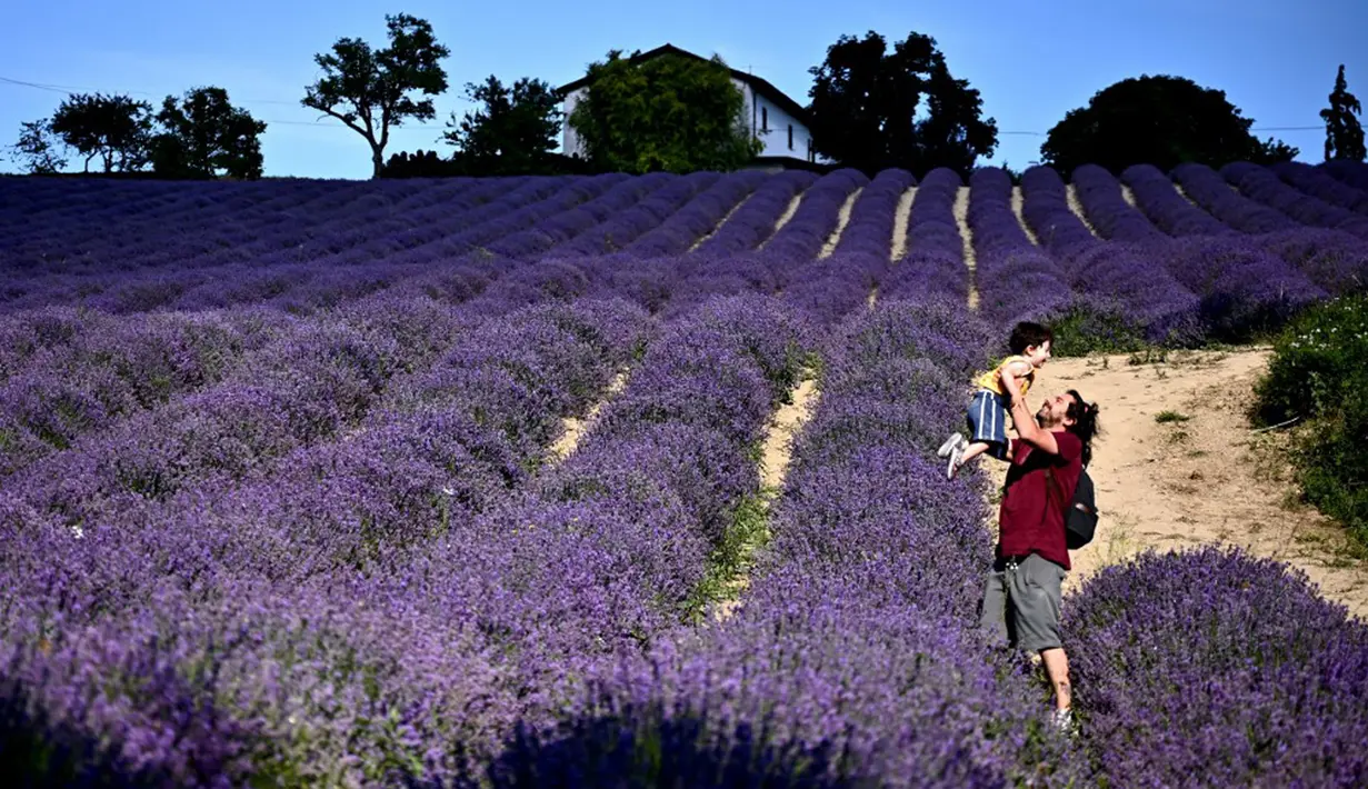 Seorang pria menggendong anak laki-laki di ladang lavender di Sale San Giovanni, Cuneo, Italia, 29 Juni 2021. Bunga lavender bermekaran menyajikan pemandangan yang indah. (MARCO BERTORELLO/AFP)