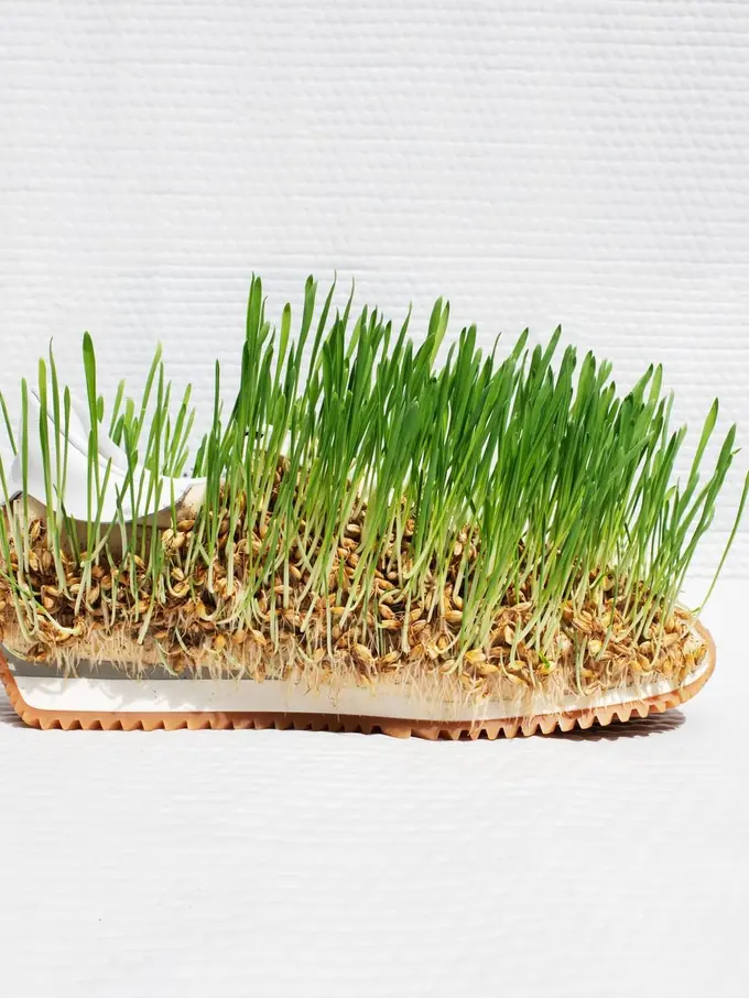 Sneakers Rumput Viral Seharga Rp25 Juta Dirilis, Tertarik Beli?