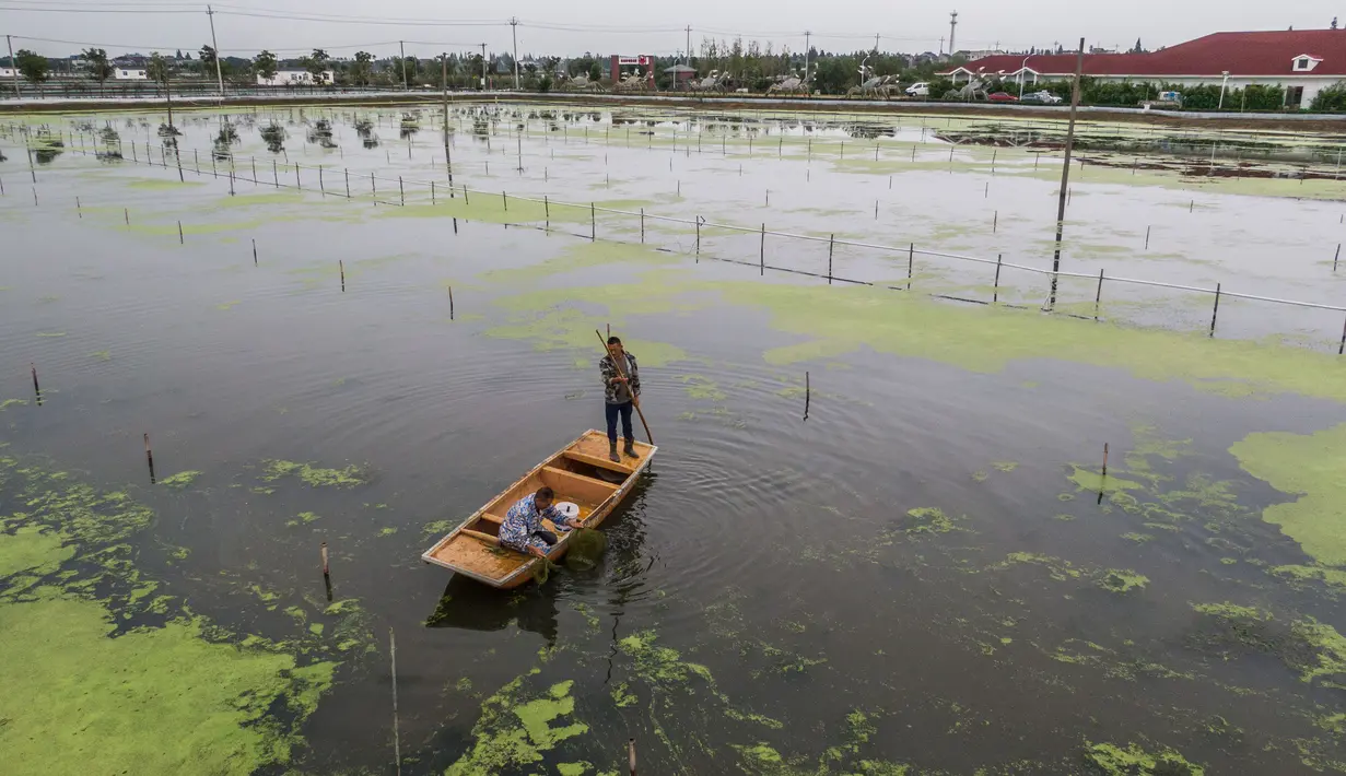 Foto udara menunjukkan sejumlah peternak kepiting menangkap kepiting di sebuah pusat pembudidayaan di Distrik Wuxing di Huzhou, Provinsi Zhejiang, China, 23 September 2020. Pusat pembudidayaan kepiting seluas sekitar 933 hektare di Wuxing tersebut baru-baru ini memasuki musim panen. (Xinhua/Xu Yu)