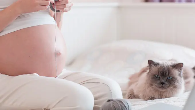 [Bintang] Benarkah Kucing Berbahaya untuk Wanita Hamil?