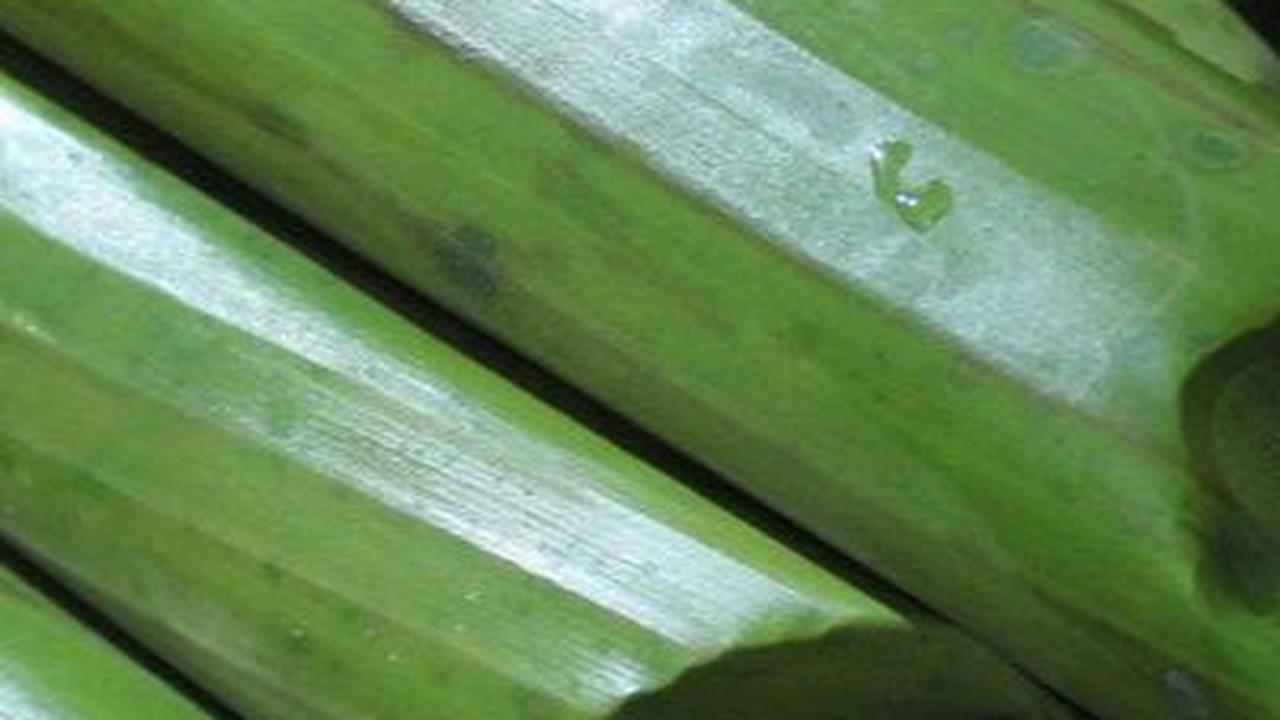 Tips Merebus Lontong secara SIngkat, Efisien dan Tahan Sampai 4 Hari