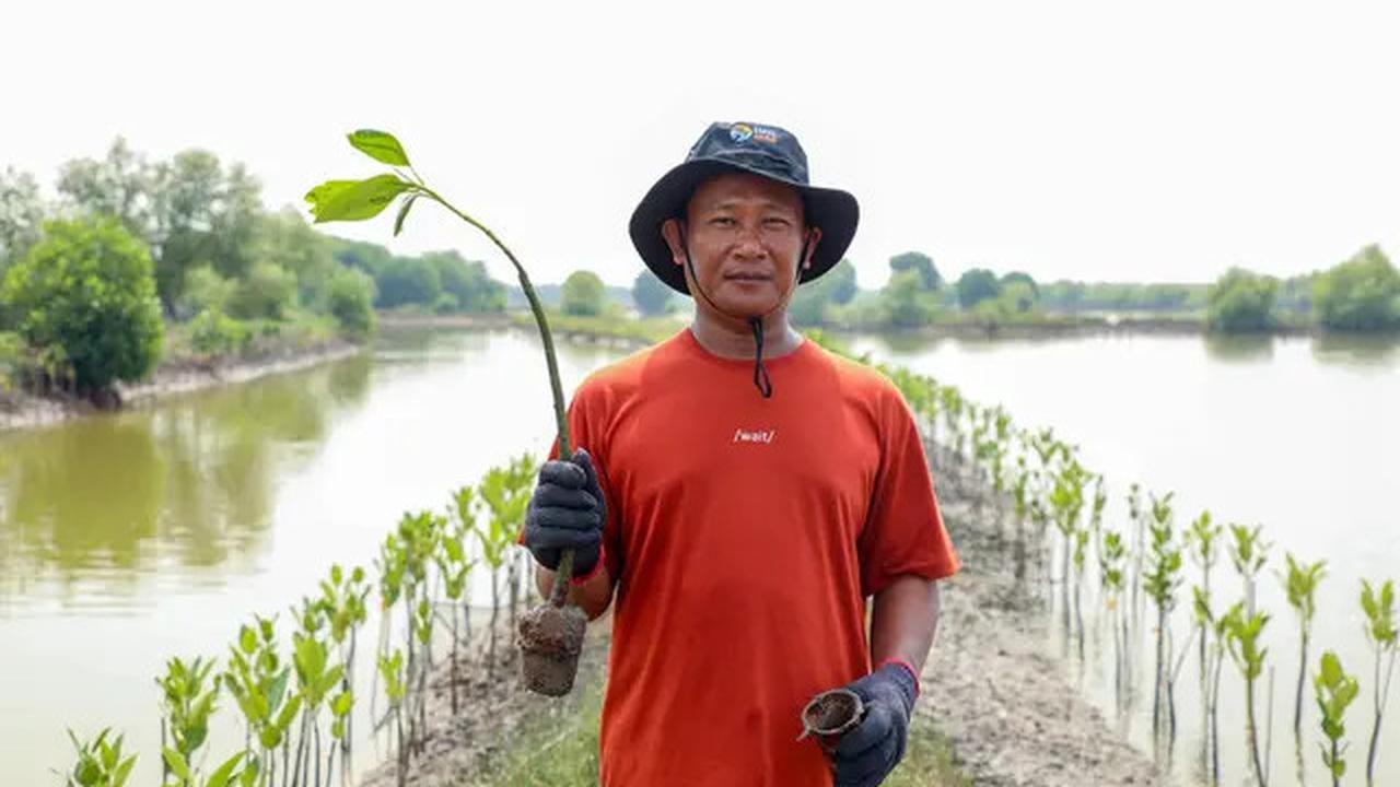 Hari Mangrove Sedunia 2025, BRI Tunjukkan Aksi Nyata Selamatkan Ekosistem Pesisir Muara Gembong Bekasi Lewat BRI Menanam - Grow &amp; Green