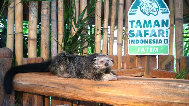 binturong Taman Safari Prigen