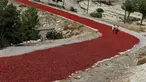Petani berjalan di atas cabai yang tengah dijemur di jalan raya di Provinsi Kilis, Turki (29/8). Memanfaatkan sinar matahari dan jalan raya petani Petani di wilayah ini menjemur cabai sebelum dijual ke pabrik. (REUTERS/Umit Bektas)