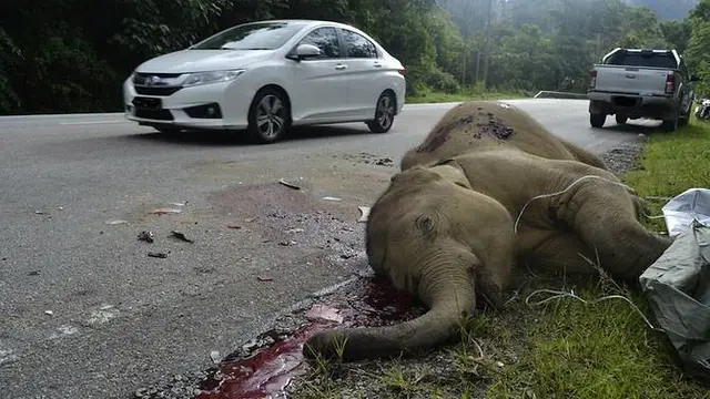 Gajah ditemukan mati di Malaysia. (MEME)