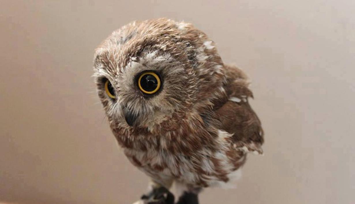 Bayi Burung Hantu Yang Lucu Dan Gemasnya Keterlaluan ...