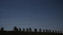 Deretan pebalap melintasi ladang pada etape ke-16  Tour de France dengan jarak 165 km dari Le Puy-en-Velay dan Romans-sur-Isere, (18/7/2017).  (AFP/Jeff Pachoud)
