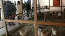 Pendiri Microsoft, Bill Gates berbicara kepada awak media saat jumpa pers di depan kandang ayam yang dibangun di lantai 68 Menara 4 World Trade Center, di Manhattan, New York, AS (8/6). (REUTERS/Mike Segar)
