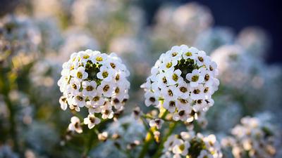 7 Tanaman dengan Aroma Khas yang Bisa Mempercantik Area Teras, Segarkan Suasana