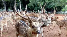 Rusa TMP Kalibata Kabur, Berkeliaran di Jalanan