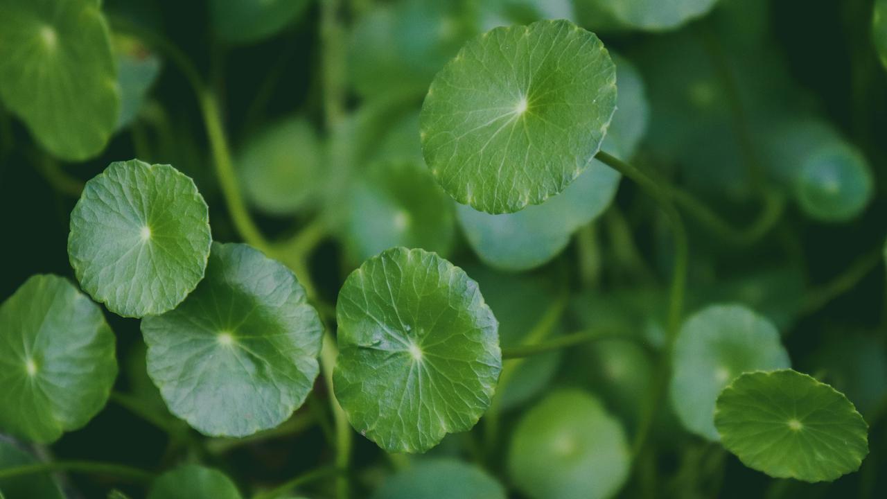 Kandungan Nutrisi Daun Pegagan, Rahasia Herbal untuk Meningkatkan Fungsi Otak Secara Optimal!