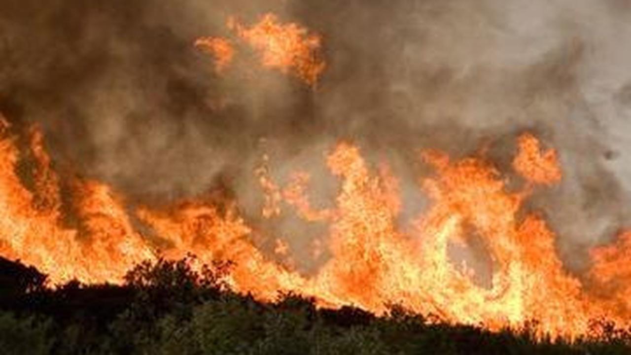 Sebabkan Kebakaran Hutan di Lereng Gunung Ijen, Pria Bondowoso Ditangkap