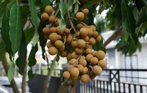 Cara Merawat Kelengkeng Setelah Panen agar Cepat Tumbuh Tunas Baru, Perhatikan Pemupukan