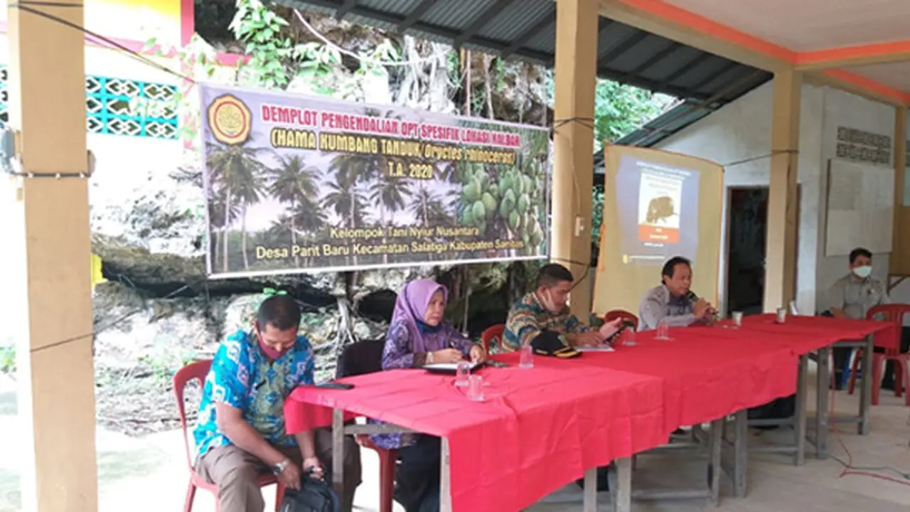 Genjot Produktivitas Kelapa, Kementan Latih Pekebun Antisipasi Serangan Kumbang Tanduk