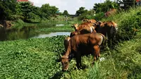 Tanaman Kangkung, Menu Sehat Sapi di Makassar