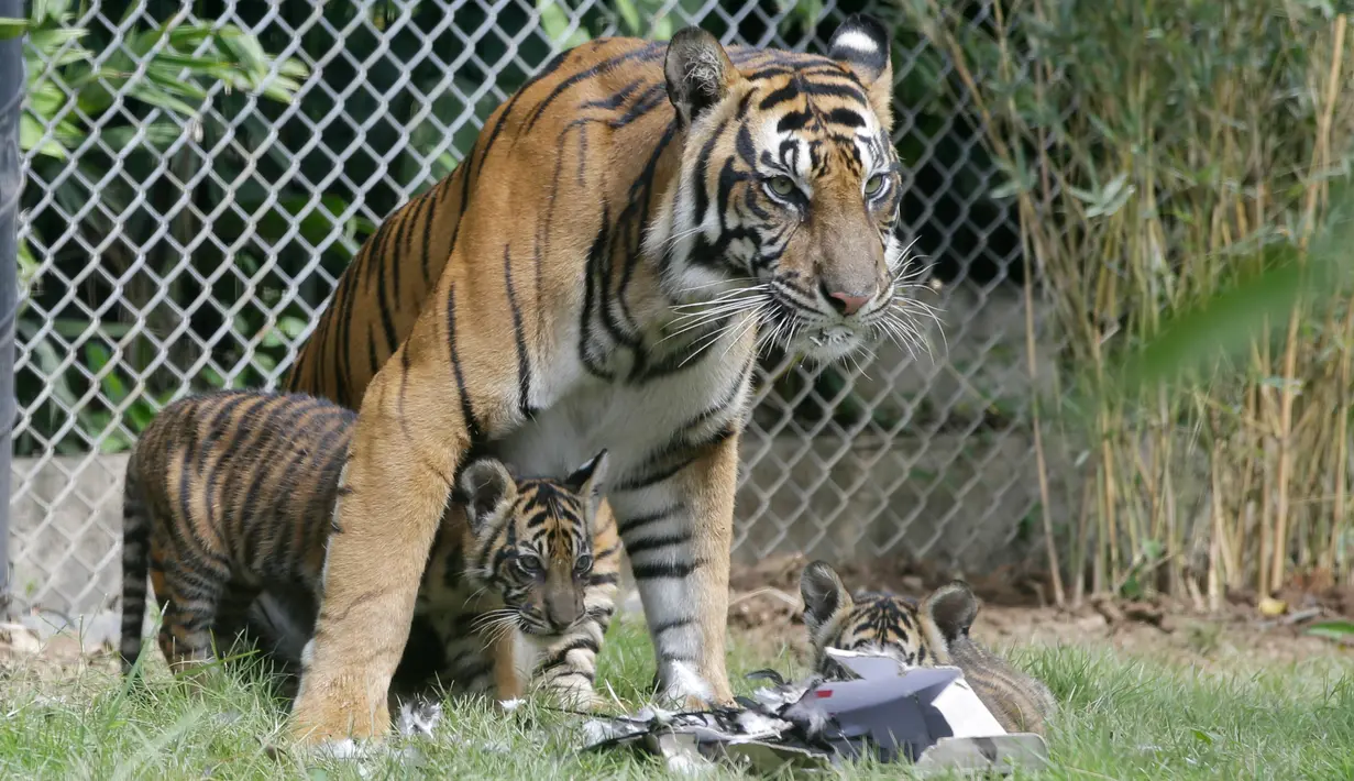 Seekor Harimau Sumatera, Sean bersama anaknya di dalam kandang Bali Zoo, Gianyar, Sabtu (28/7). Bali Zoo merayakan World Tiger Day dengan memperkenalkan secara ekslusif 3 bayi kembar Harimau Sumatera yang baru berusia tiga bulan. (AP/Firdia Lisnawati)