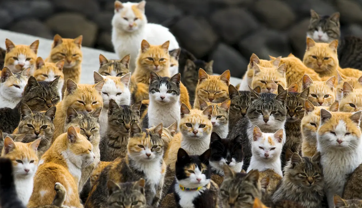 Kerumunan Kucing di pelabuhan Aoshima Island, Jepang,  25 Februari 2015.  (REUTERS/Thomas Peter)