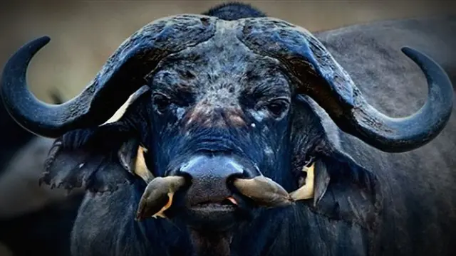 Burung Oxpecker Cari Makan di Hidung Kerbau
