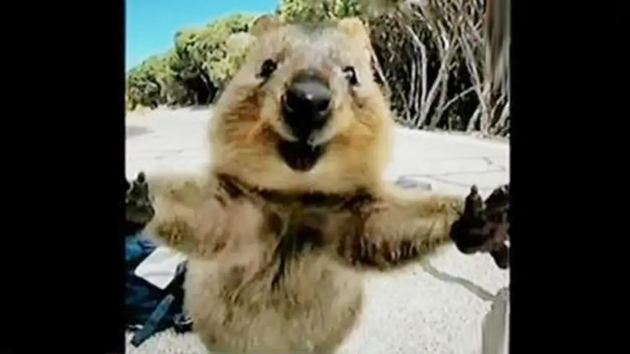Quokka