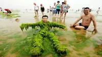  Pantai Diserbu Jutaan Ton Ganggang Laut