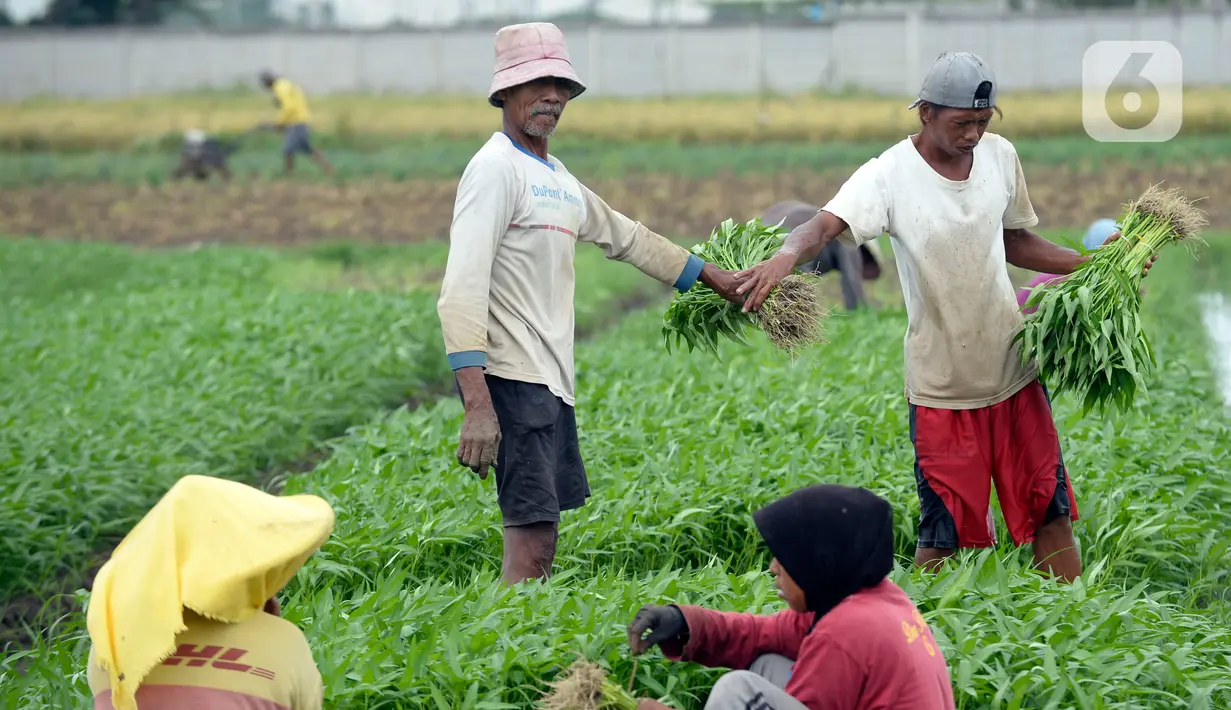 Petani sedang memanen sayuran segar berbagai jenis seperti Kangkung, Sawi dan bayem di Kelurahan Batusari,  Batuceper, Kota Tangerang,  Banten, Selasa (22/12/2020). Permintaan sayur mayur segar di pasar induk Tangerang dan Jakarta meningkat jelang Natal dan tahun baru 2021. (merdeka.com/Dwi Narwoko)