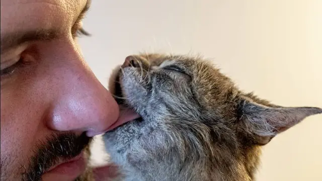 Lil Bub, Kucing Disabilitas Populer Mati dalam Tidur
