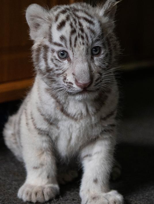 FOTO: Imutnya Bayi Harimau Benggala Kembar Tiga yang Diperkenalkan ke