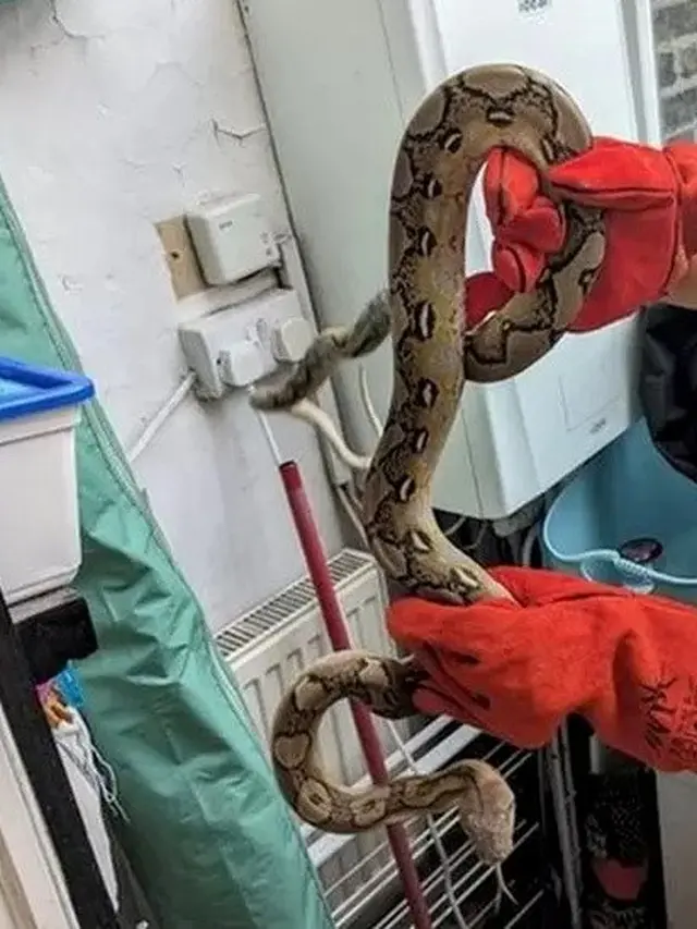Kehadiran Tak Terduga Ular Piton 152,4 cm di Dapur Ini Bikin Merinding