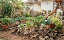 Cara Berkebun Hemat Air saat Musim Kemarau, Ikuti 6 Langkah Ini