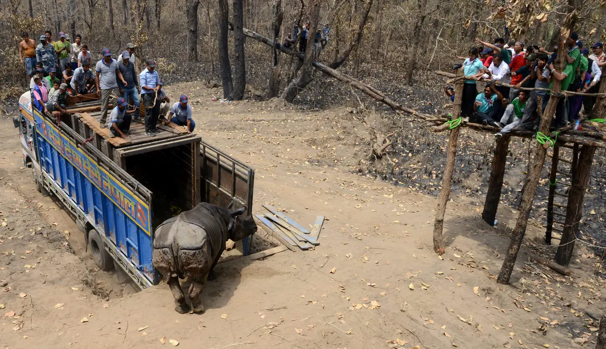 Seekor badak saat dikeluarkan dari dalam truk di Taman Nasional Chitwan, Nepal (4/4). Pemidahan badak tersebut sebagai bagian dari upaya perlindungan dari aksi perburuan hewan liar yang marak terjadi di Nepal. (AFP Photo / Prakash Mathema)