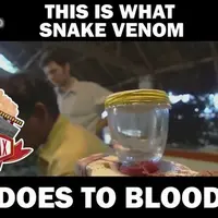 Ini yang Terjadi pada Darah Manusia Saat Digigit Ular Berbisa 