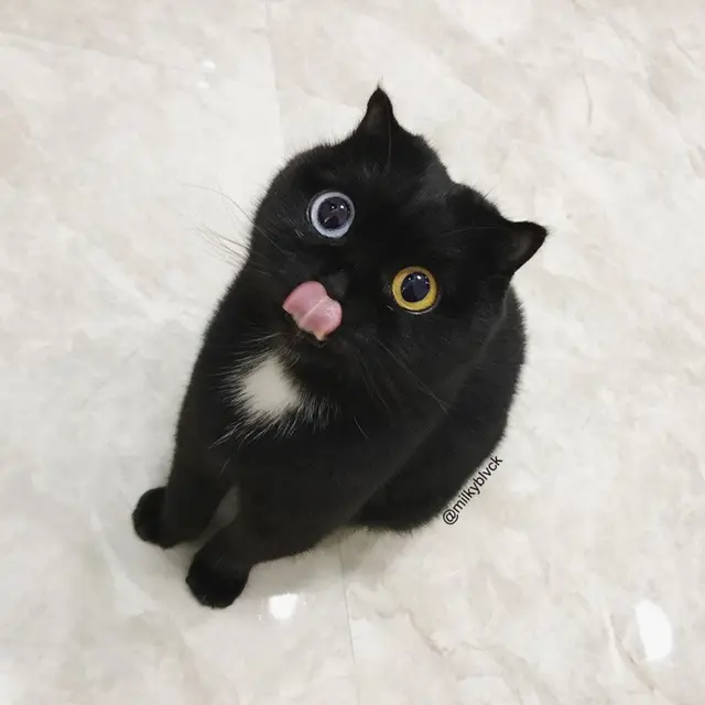 kucing ini memiliki warna mata berbeda