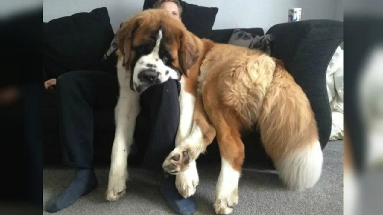 16 Foto Menggemaskan Anjing-Anjing Super Besar di Dunia