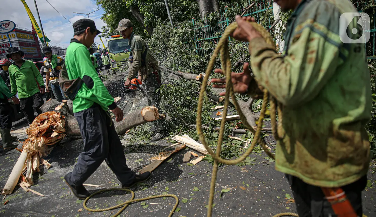 Petugas Suku Dinas Kehutanan Jakarta Timur menebang pohon di sisi jalan raya Bogor, Jakarta, Kamis (9/3/2023). Hal tersebut untuk mengurangi resiko terjadinya bahaya mengingat hujan dan angin kencang yang beberapa kali melanda ibu kota. (Liputan6.com/Faizal Fanani)