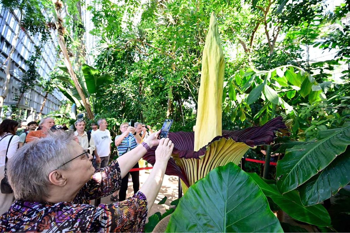 FOTO:  Bunga Bangkai Raksasa Asal Sumatera Mekar di Jerman