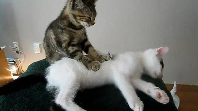 8 Potret Kocak Kucing Ketahuan Lagi Bermesraan Ini Bikin Geleng Kepala