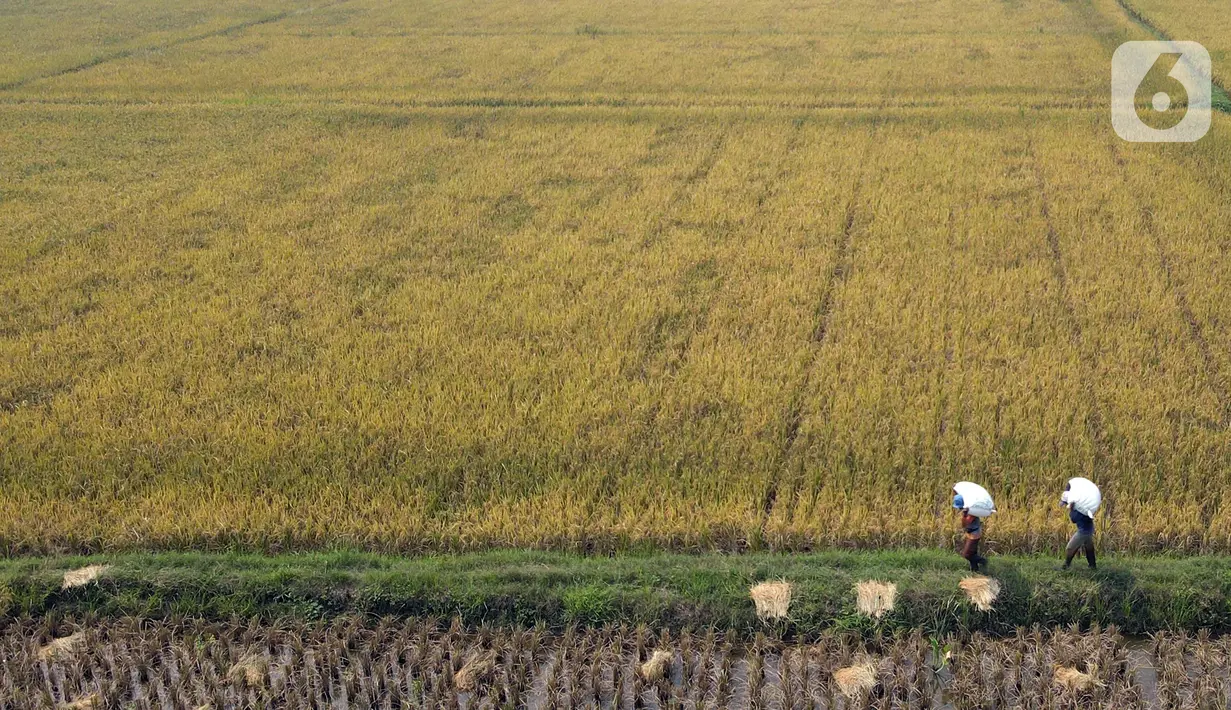 Para petani membawa hasil panen padi di kawasan persawahan Marunda, Jakarta Utara, Selasa (4/1/2022). Petani mengatakan hasil panen tahun ini tidak maksimal karena intensitas hujan tinggi mengakibatkan padi mengandung air, menjadi putih, serta ditambah adanya hama tikus. (merdeka.com/Imam Buhori)