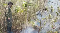 Taman Nasional Way Kambas Kembali Terbakar