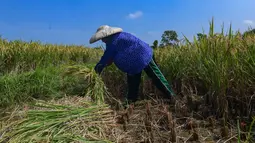 Target 4 Juta Ton Capai September, Bos Bulog Garansi Tetap Borong Beras Petani