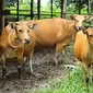 Sapi-sapi milik peternak di Kabupaten Sungai Hulu Utara ini terus didata agar bisa diikutkan asuransi untuk mencegah kerugian peternak. (fptp: Liputan6.com / diskominfo kab.SHU)