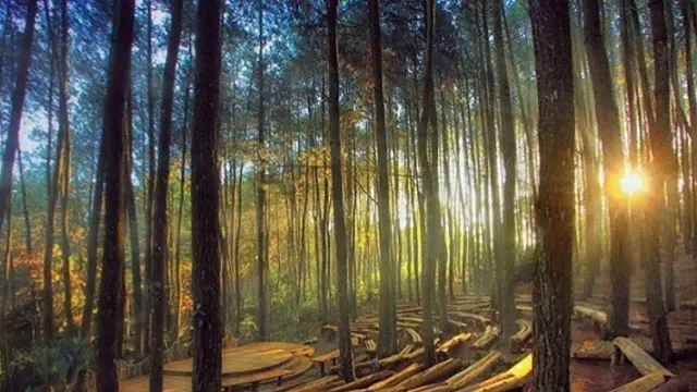 Hutan Pinus Asri Karangasem