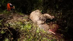 Seorang pria mengambil gambar bangkai gajah berumur 7 tahun yang mati di Desa Turue Cut, Pidie, Aceh, Kamis (18/11). Diduga gajah tersebut mati keracunan karena memakan tumbuhan berpestisida atau siput beracun. (AFP PHOTO/Zian)