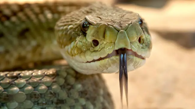Ilustrasi ular beludak. (Sumber Pixabay)