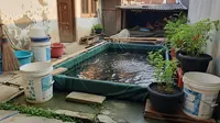 Usaha Ternak Ikan Modal Rp30 Ribu Tanpa Lahan Luas, Raih Cuan dari Rumah
